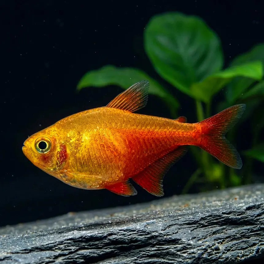 Hyphessobrycon flammeus - Roten von Rio AquaTimo
