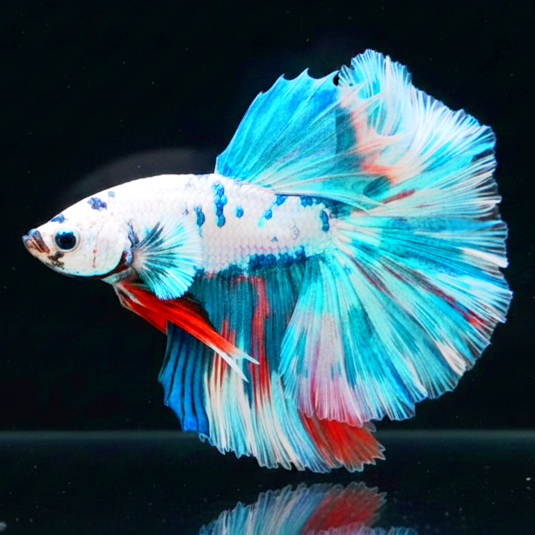 Betta splendens "Halfmoon Mix" – Eleganter Kampffisch