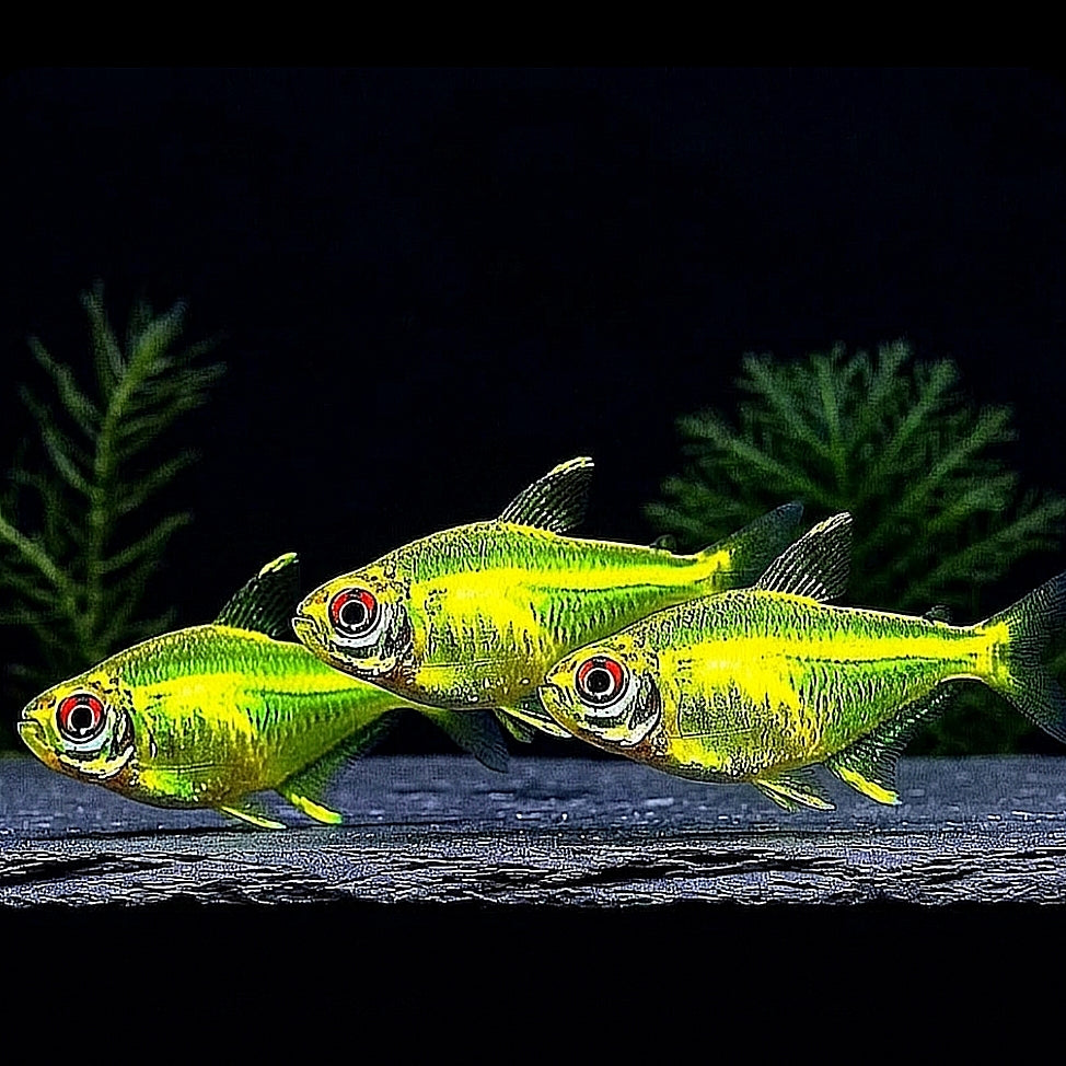 Zitronensalmler – Hyphessobrycon pulchripinnis 🍋✨