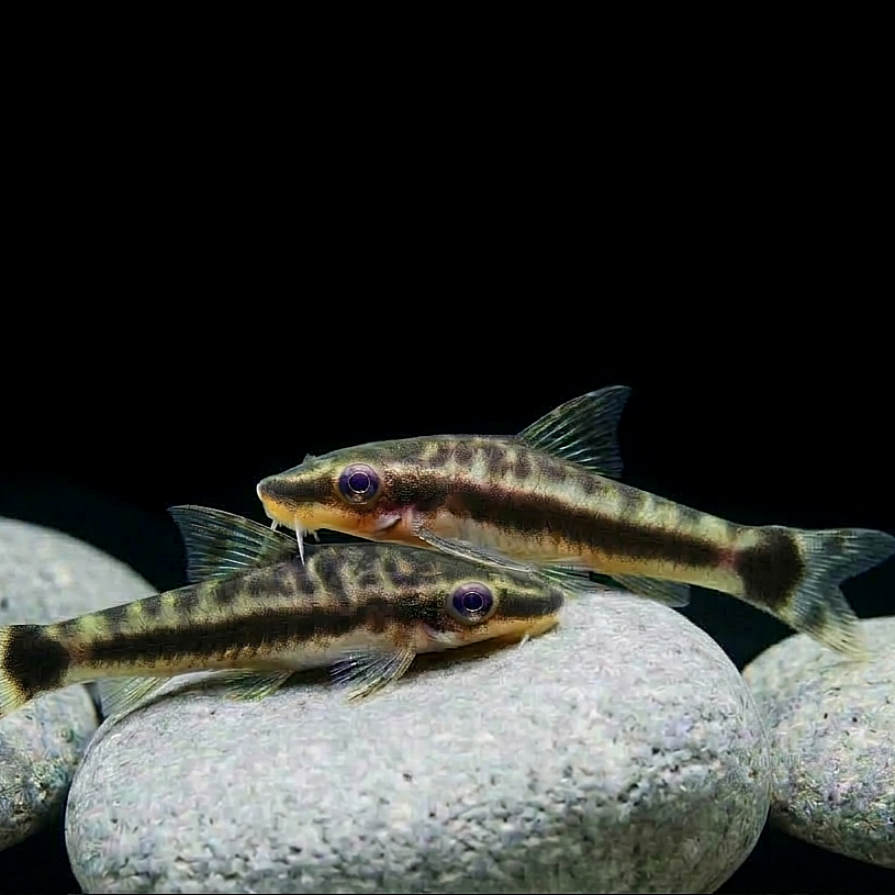 Ohrgitter-Harnischwels – Otocinclus affinis 🍃🐟