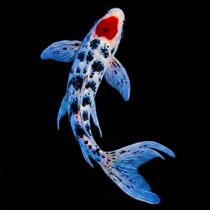 Koi Butterfly Mix - Karpfen - Cyprinus carpio 🤍♥️🧡 AquaTimo