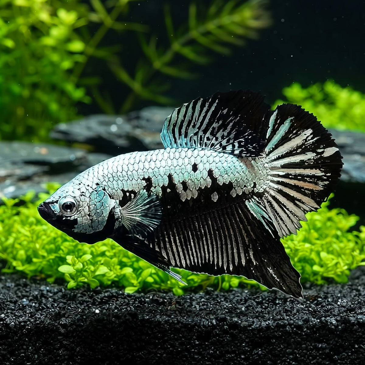Kampffisch Samurai Black Betta splendens – Plakat – Eleganter Kampffisch mit tiefschwarzer Pracht