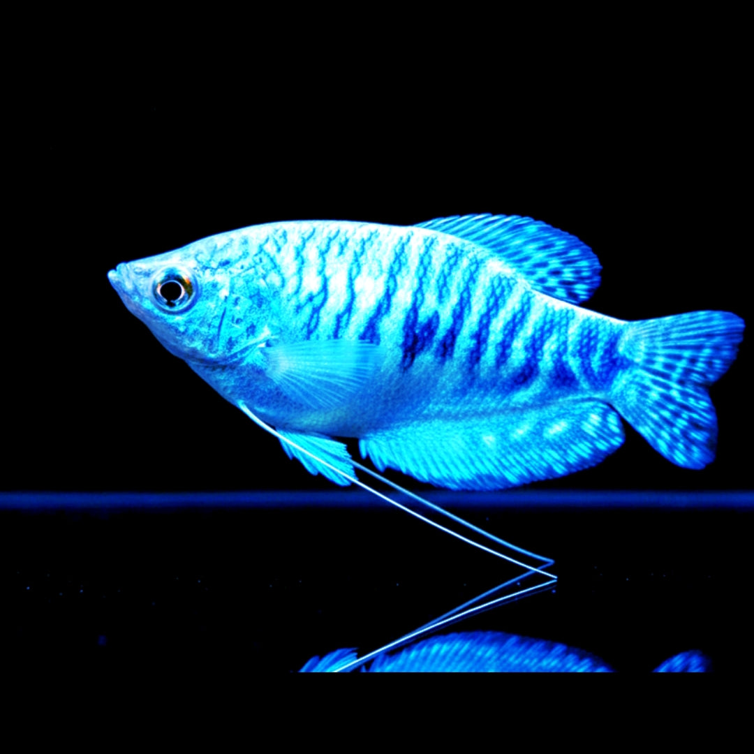 Trichogaster cosby – Blauer Mosaikfadenfisch 🐟🌊