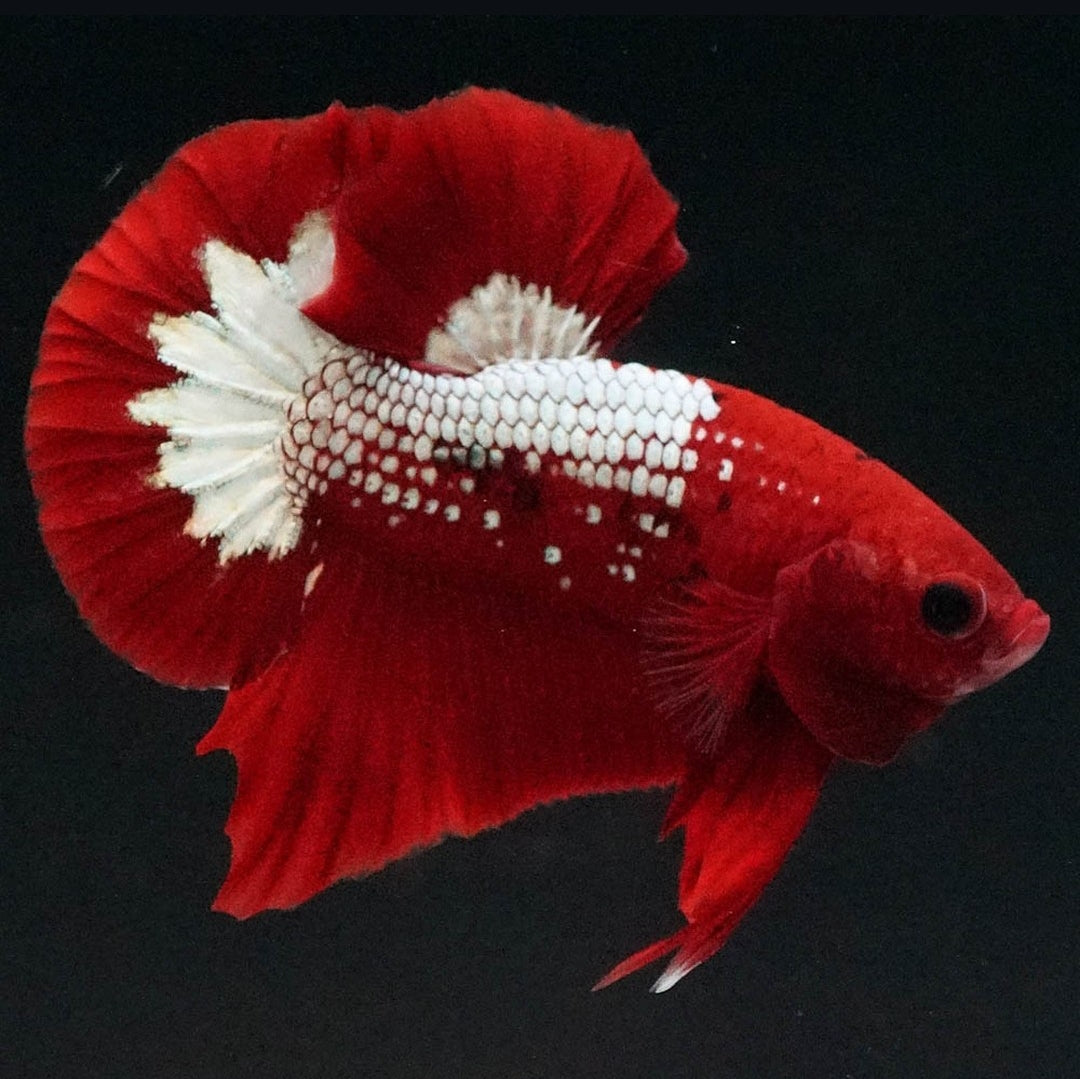 Betta splendens "Plakat Samurai Red" – Eleganter Kampffisch mit tiefroter Pracht