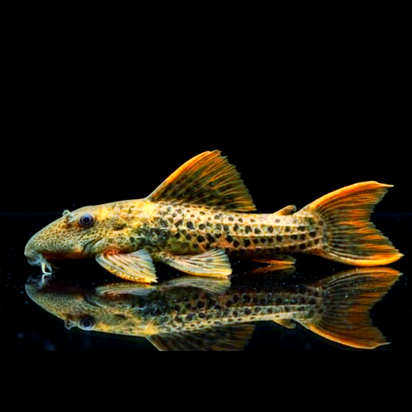 L273 Titanic-Kaktuswels – der auffällige König unter den L-Welsen 🐟🖤 ca. 7-9 cm