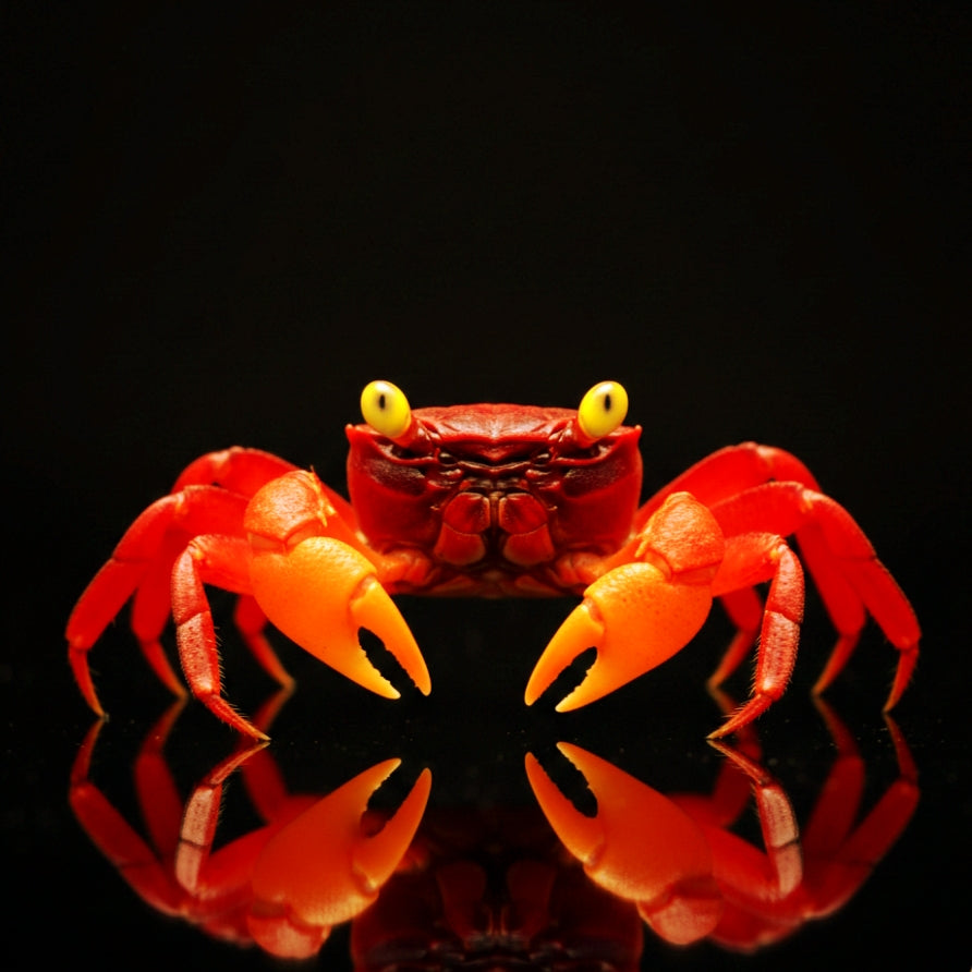 Vampirkrabbe „Mandarin Yellow Arm“