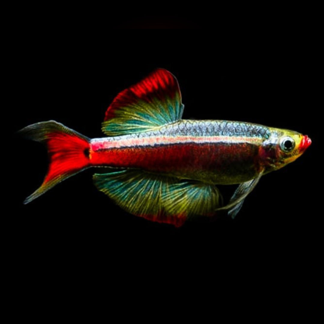 Kardinalfisch – tanichthys albonubes 🐟❄️