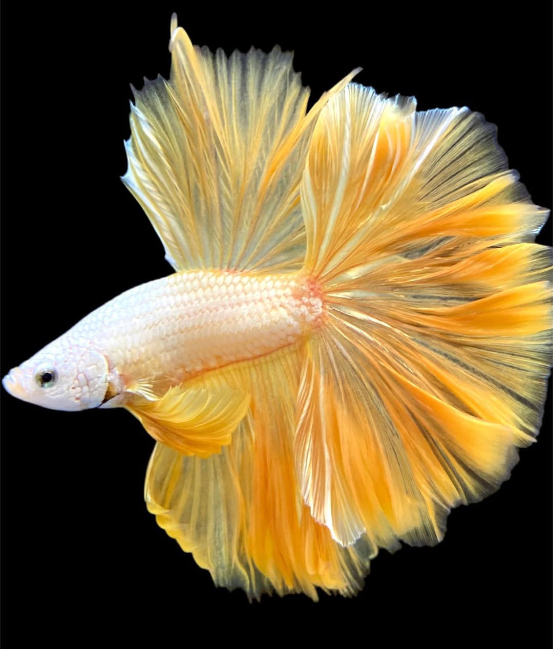 Betta splendens "Halfmoon Fancy Yellow" – Farbenfroher Kampffisch mit spektakulärer Musterung