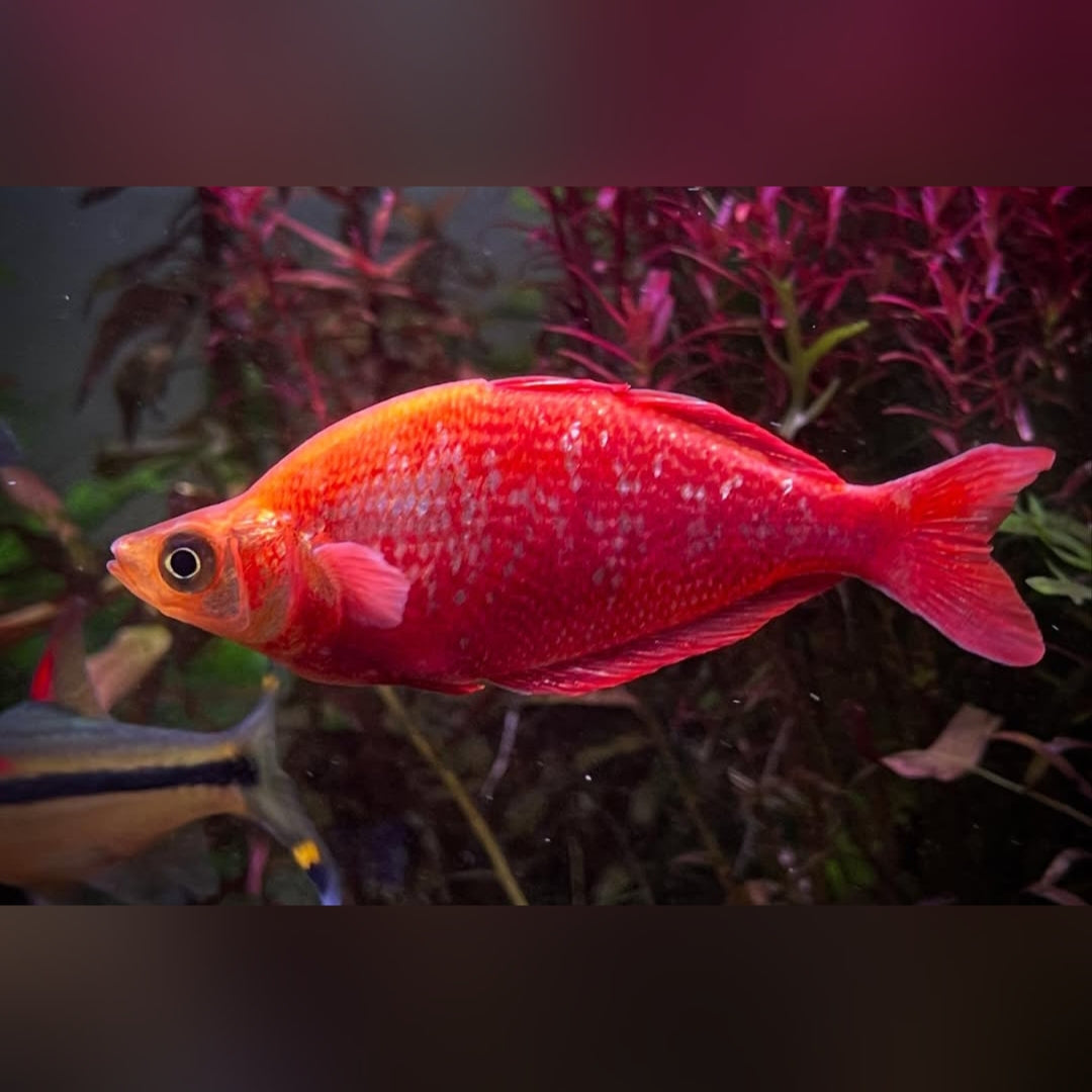 Lachsroter Regenbogenfisch – glossolepis incisus 🐟🔥