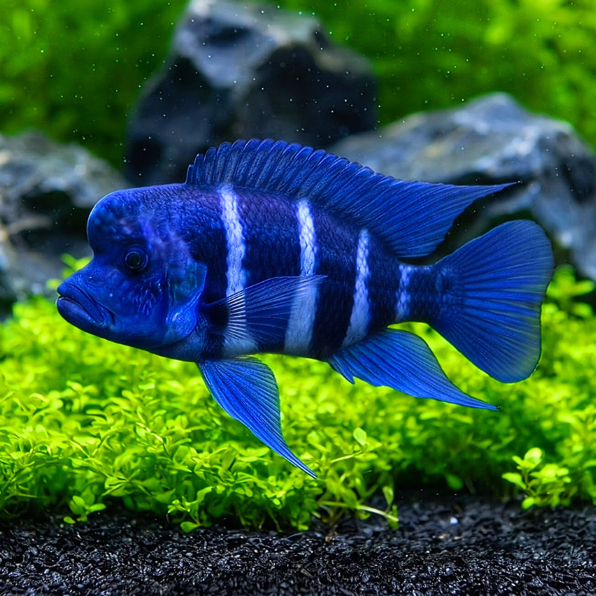 Cyphotilapia frontosa kitumba – Der König des Tanganjikasees