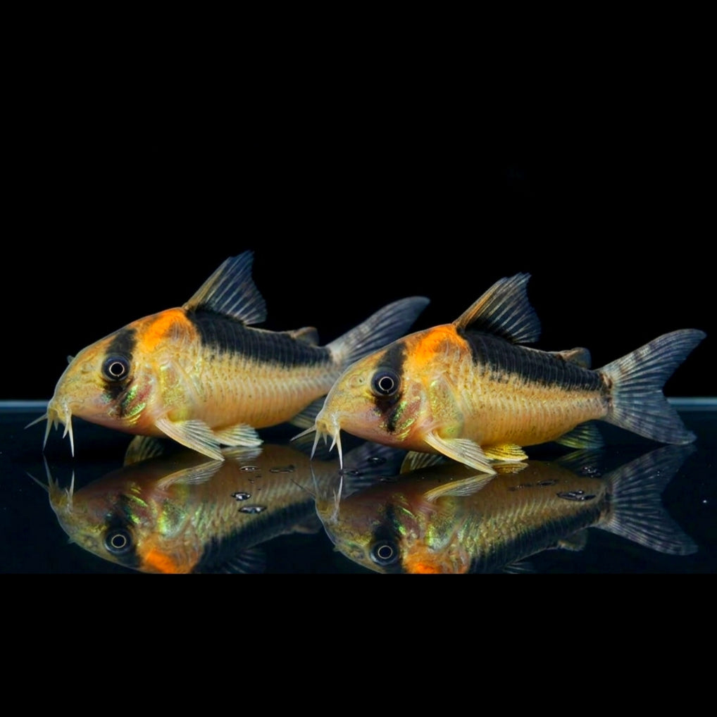 Goldstirnpanzerwels – Corydoras adolfoi 🧡🐟