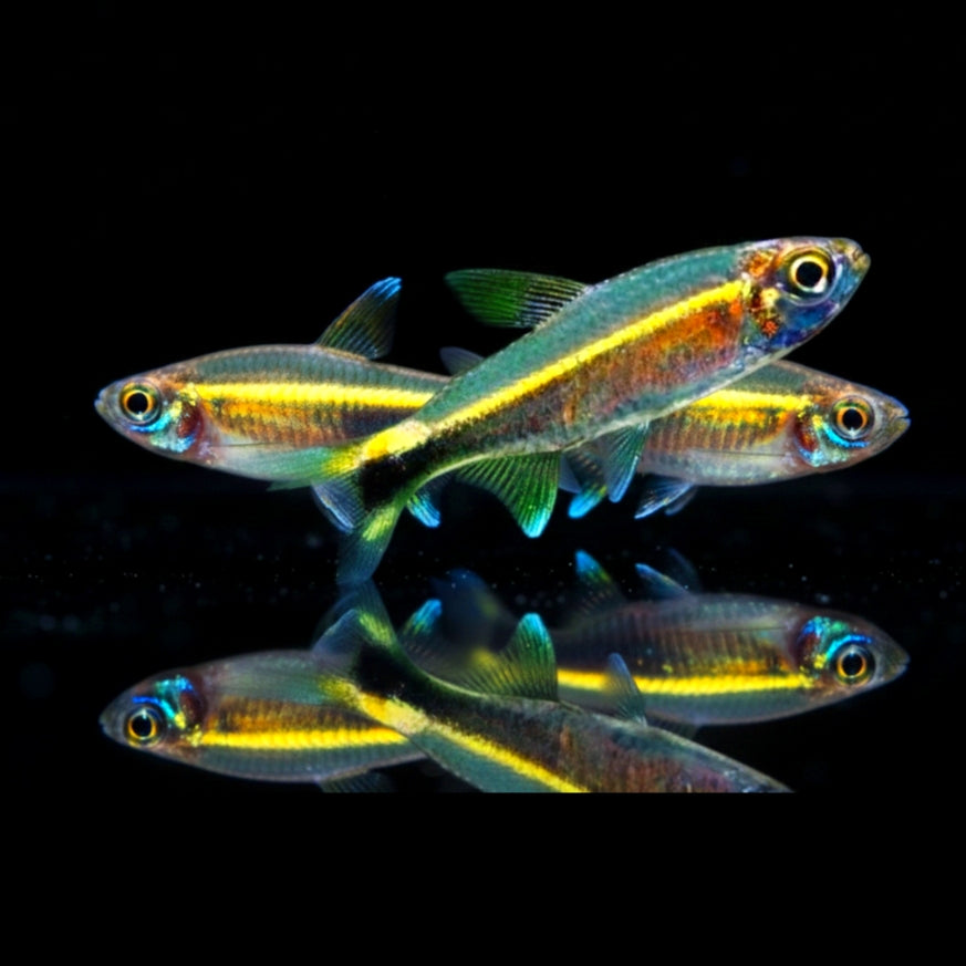 Grüner Neonsalmler – Hemigrammus hyanuary