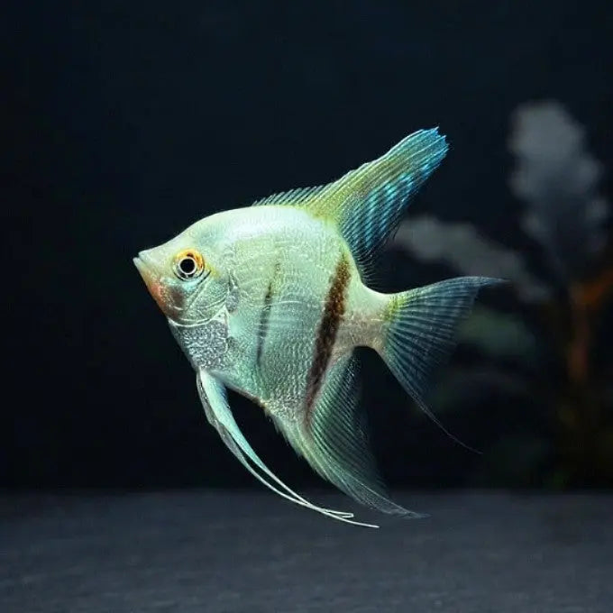 Skalar "Natur Grün Diamant"

Pterophyllum scalare – mit Glitzerschuppen 💚✨ AquaTimo