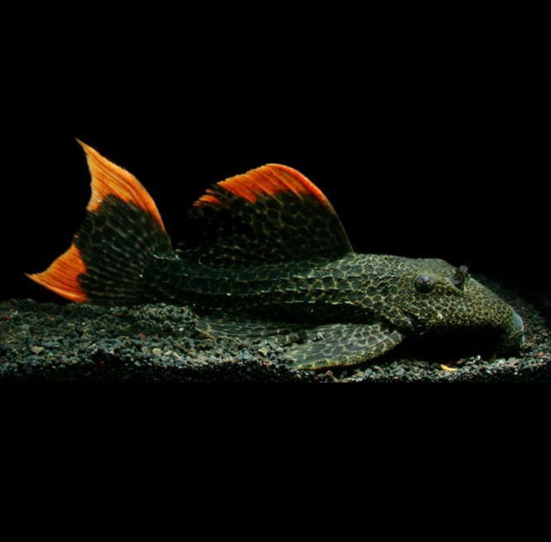 L106 Orinoko Guyanaharnischwels – guyanancistrus guahiborum 🐟🌿 ca. 6-8cm