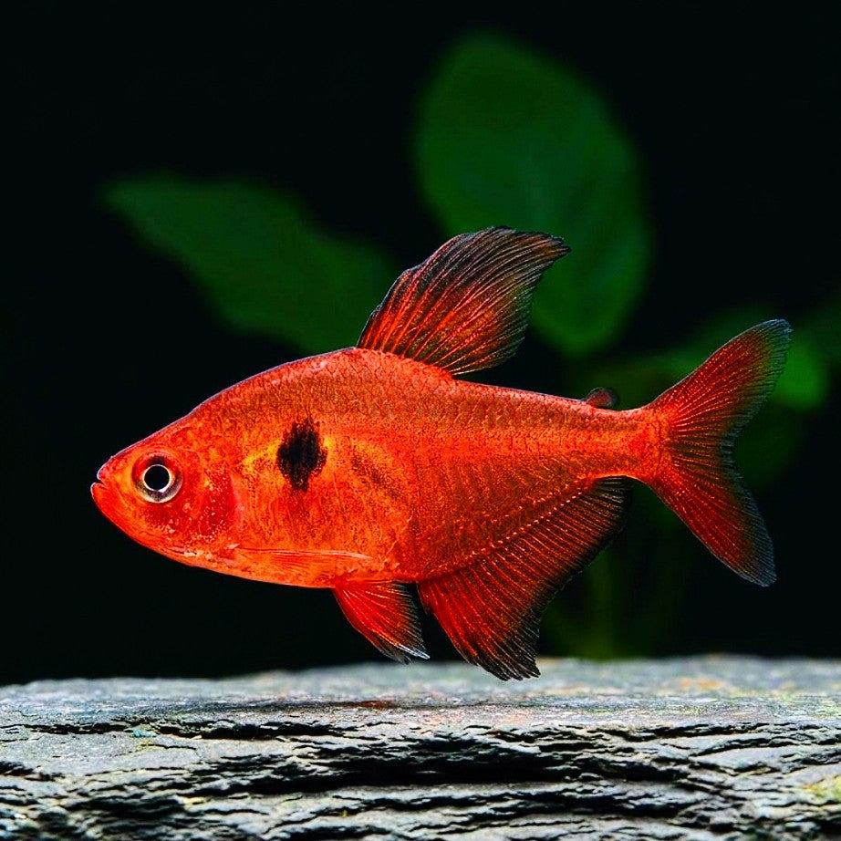 Hyphessobrycon callistus - Blutsalmler ❤️ "Extra Rot"