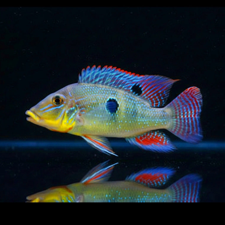 Xingú-Stromschnellencichlide – Retroculus xinguensis