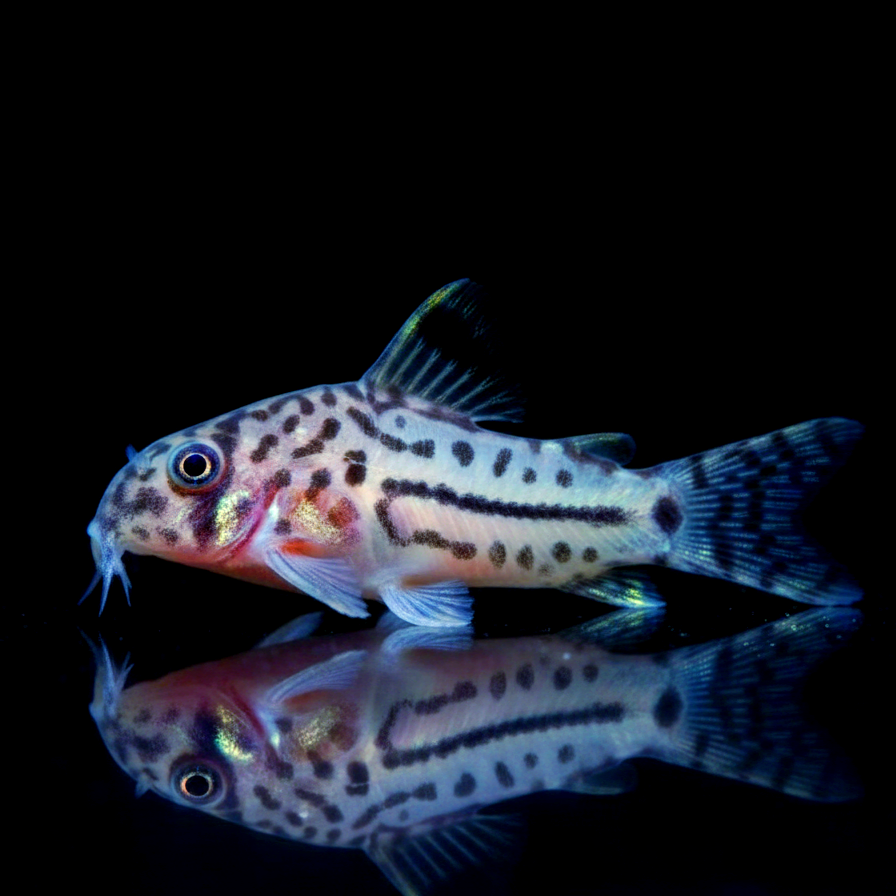 Corydoras Hoplisoma - Juli Panzerwels