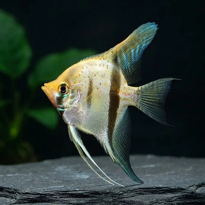 Skalar „Rio Negro“ – Naturform AquaTimo