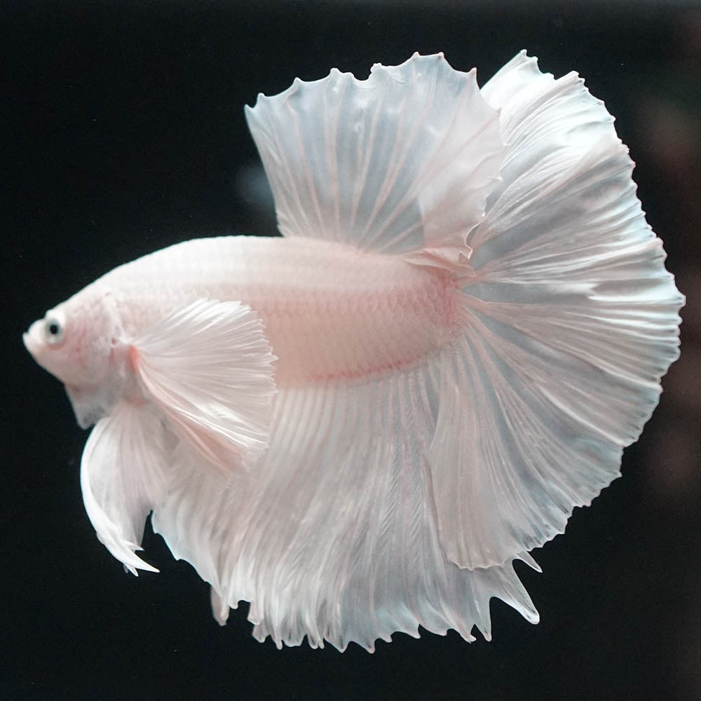 Betta splendens "Halfmoon Full White" – Eleganter Kampffisch in reinem Weiß