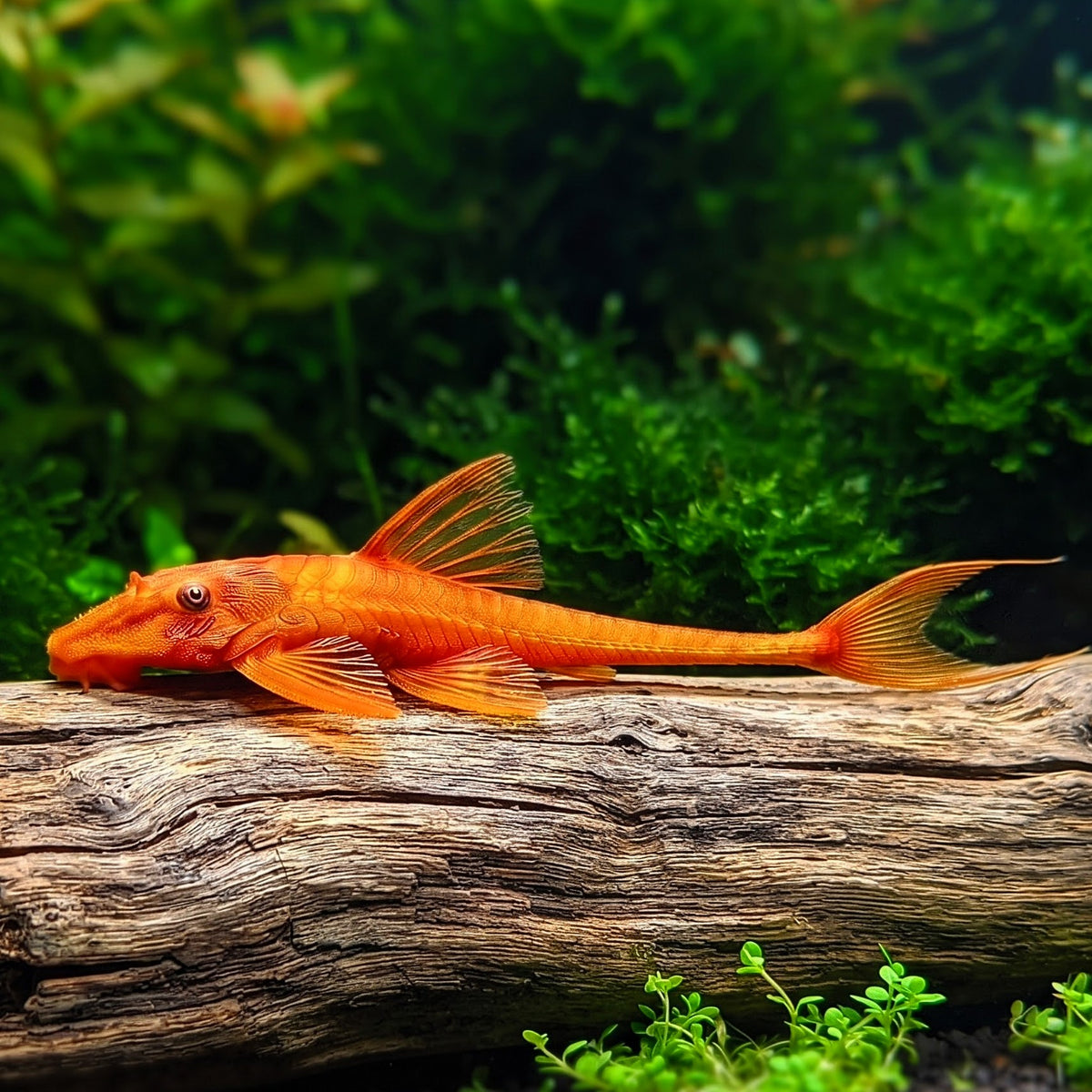 Roter Hexenwels – Rineloricaria spec. ❤️🐟