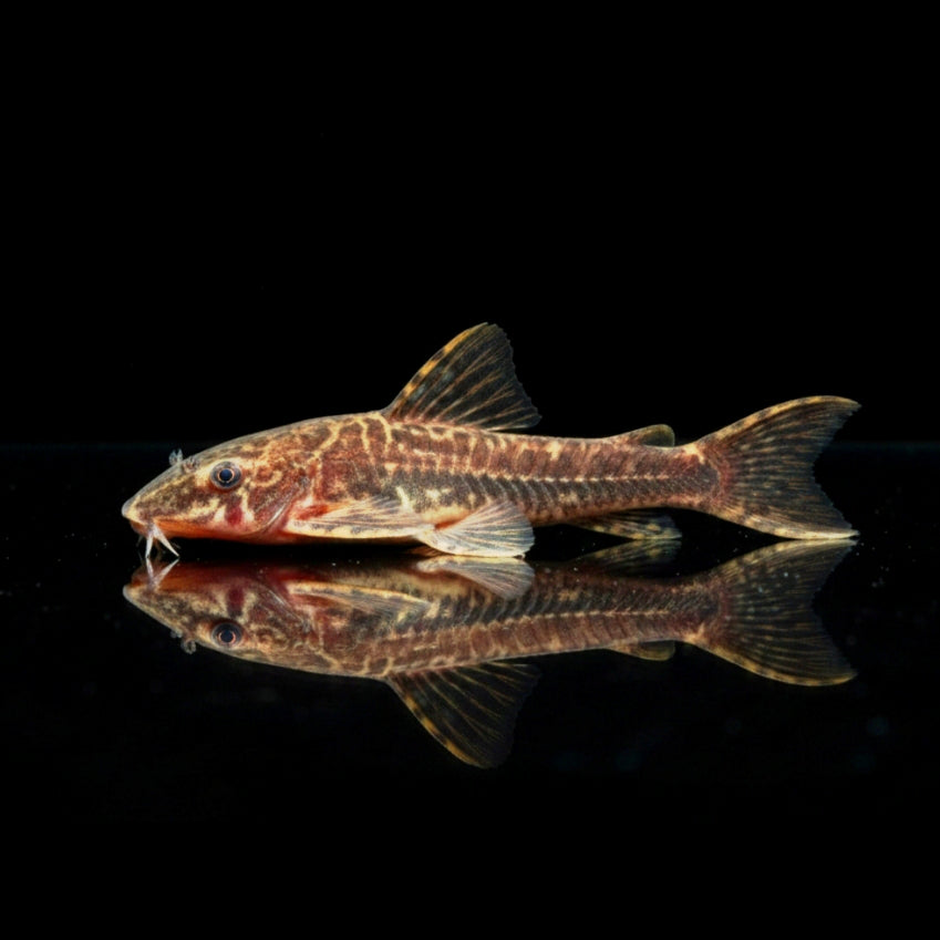 Brauner Otocinclus  

Otocinclus negros (Otothyropsis piribebuy) 🍂🐟