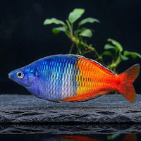 Regenbogenfische