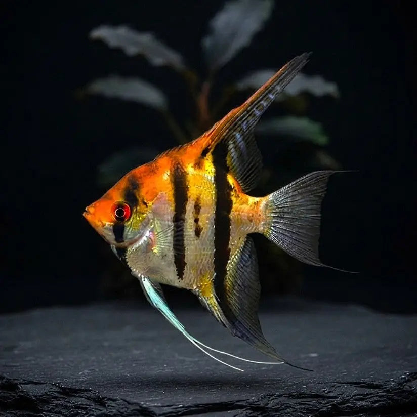Koi-Skalar - Pterophyllum scalare 🌿✨ AquaTimo