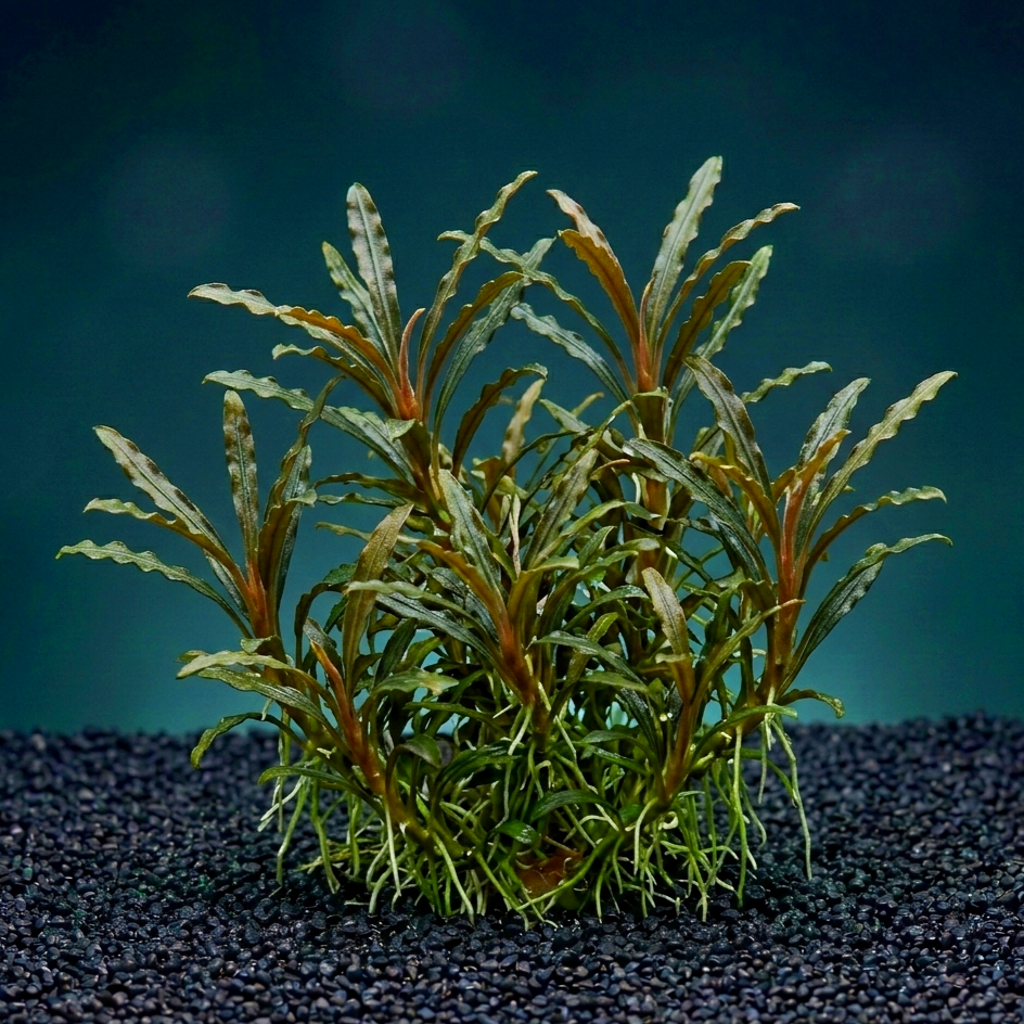 Bucephalandra micrantha 'Needle Leaf' CUP / Dennerle-Plants