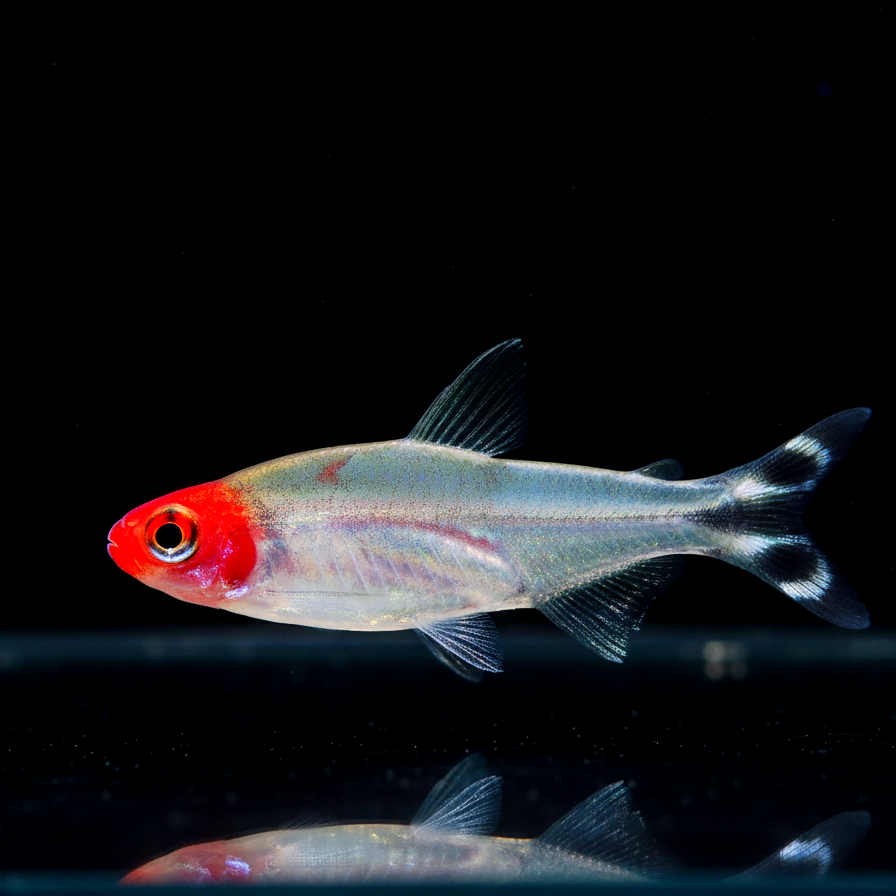 Petitella bleheri  - Rotkopfsalmler (Hemigrammus bleheri)