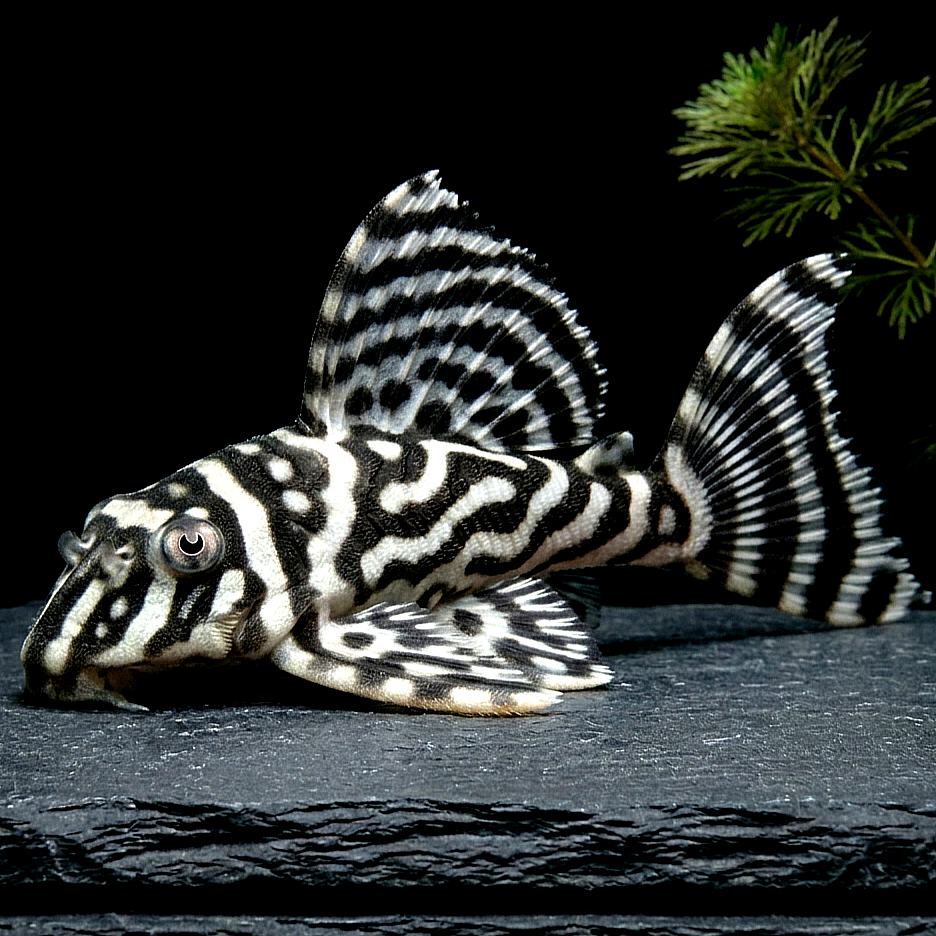 L333 - 🖤🤍 Königstiger Harnischwels "Spezial" - Hypancistrus sp.