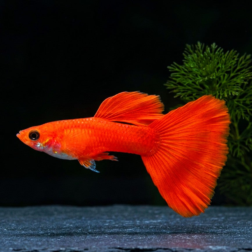 Hochzucht Guppy - ❤️ Full Red