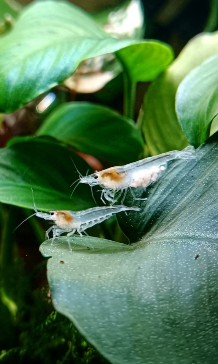 White Pearl Garnelen - Neocaridina