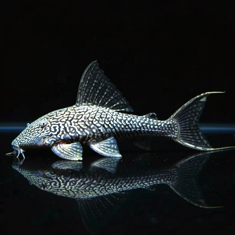 L90a – Panaque bathyphilus "Papa Ojo" 🐟🪵 Weißschwanzpanaque