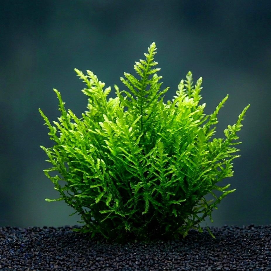 Taxiphyllum sp. 'Flammenmoos' CUP / Dennerle-Plants