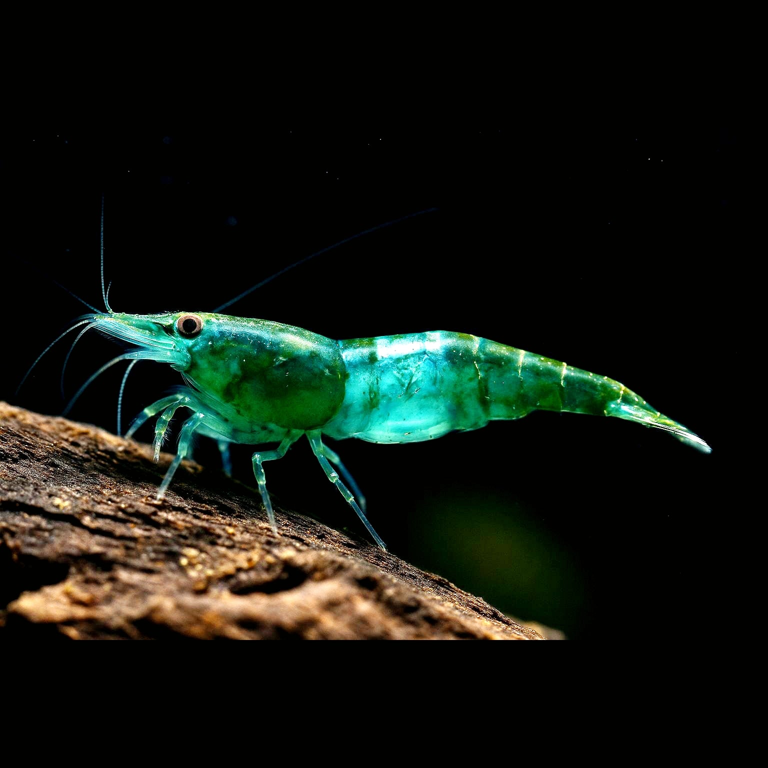 Neocaridina davidi - Green Rili Garnele