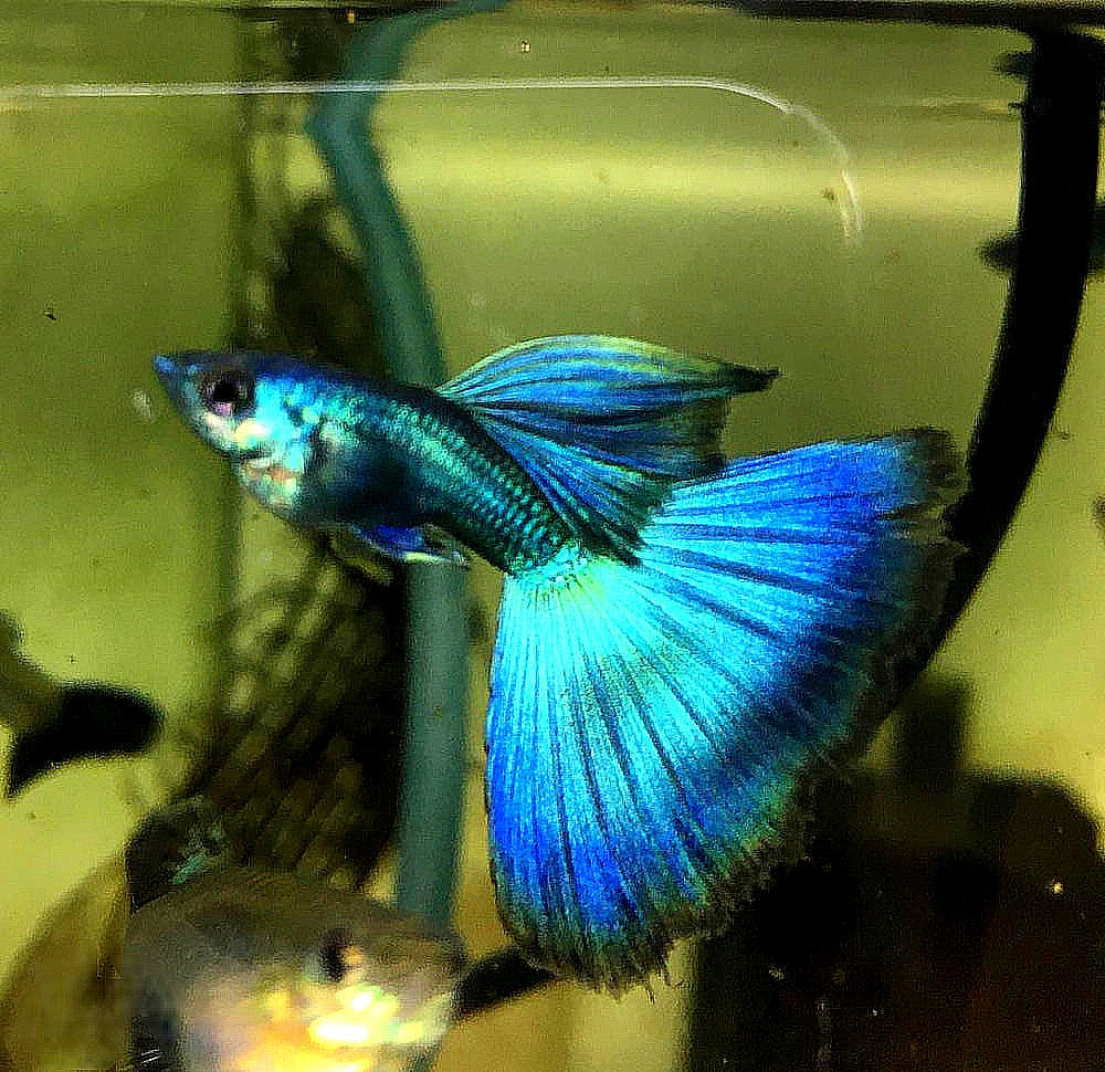 Hochzucht Guppy - 💙 Blue Moscow