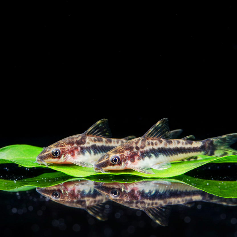 Zwergsaugwels  

Otocinclus cf. macrospilus 🍃🐟