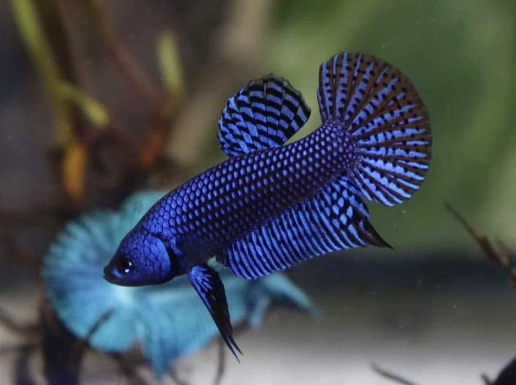 Betta splendens "Alien Blue" –  Zuchtkampffisch mit metallisch blauer Färbung Kampffisch