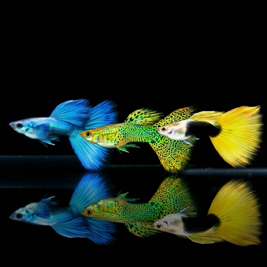 Hochzucht Guppy - MIX