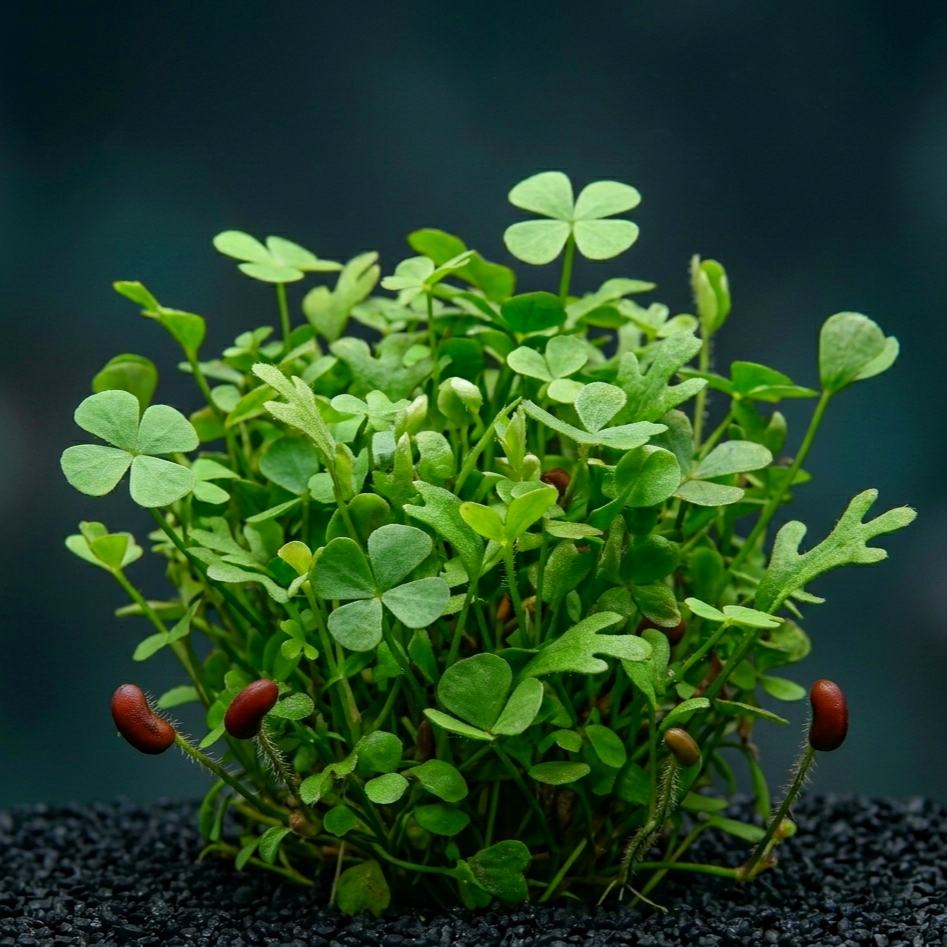 Marsilea hirsuta CUP / Dennerle-Plants