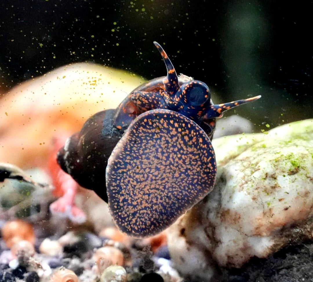 Blue Berry Snail - Notopala sp.