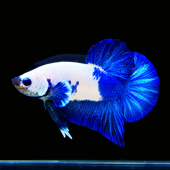 Kampffisch Betta splendens – Plakat Blue Panda