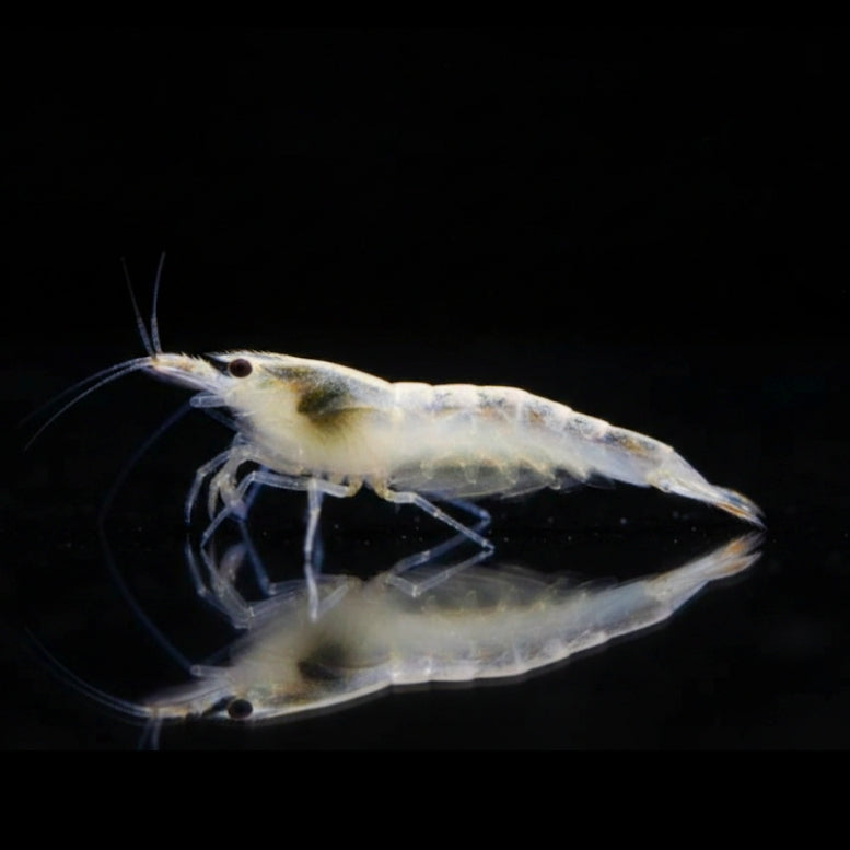 Caridina multidentata - Amanogarnele