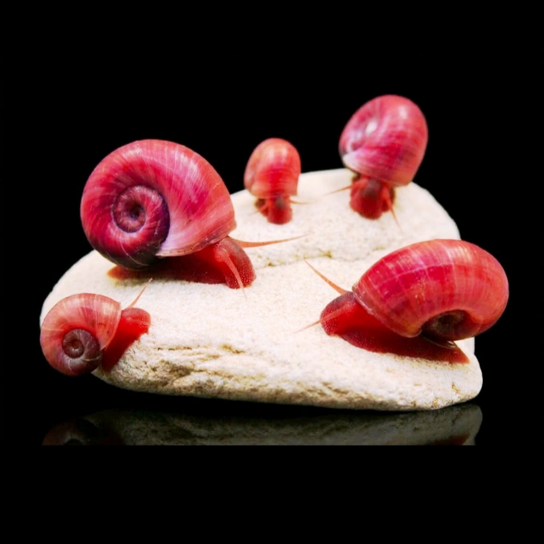 Posthorn Schnecke "Rot-Orange"   - PHS