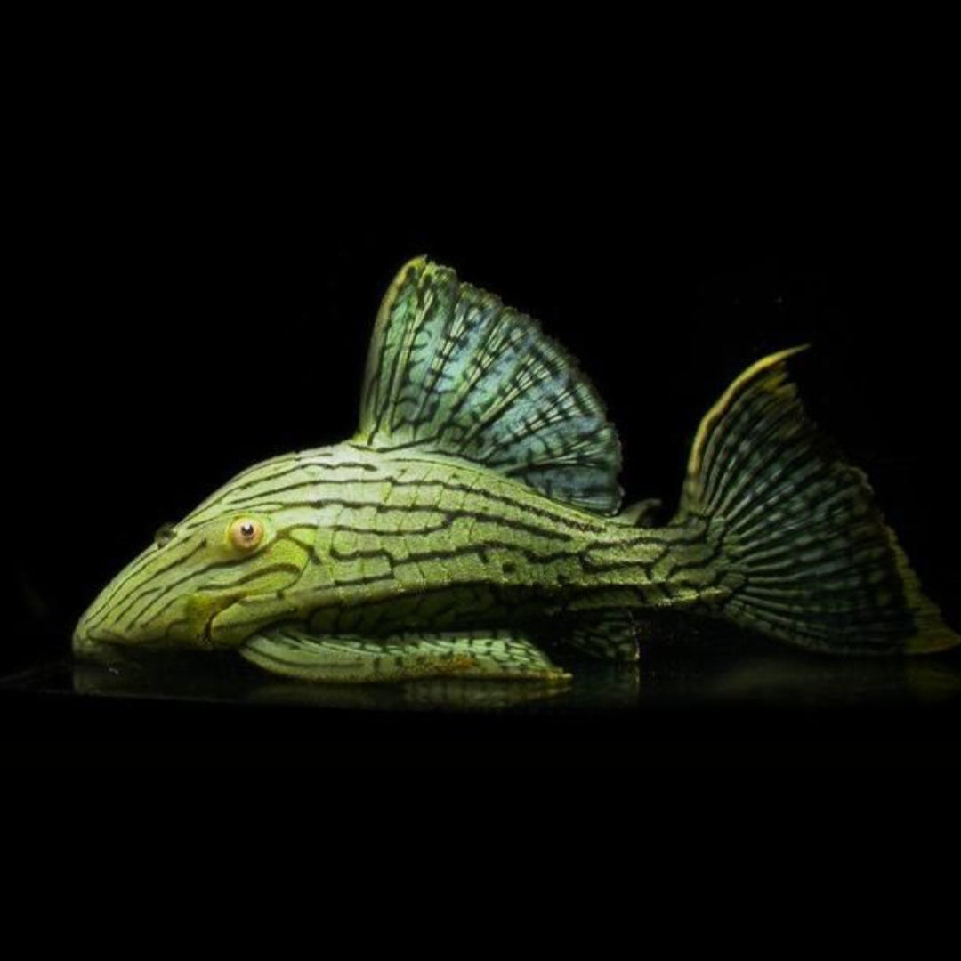 Grüner Panaque – Panaque sp. L191 💚🐟    ca. 6-8 cm