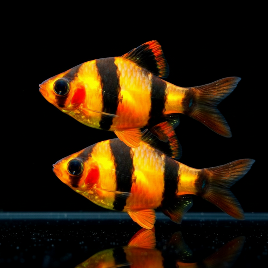 Sumatrabarbe "Natur" - Puntigrus cf. tetrazona