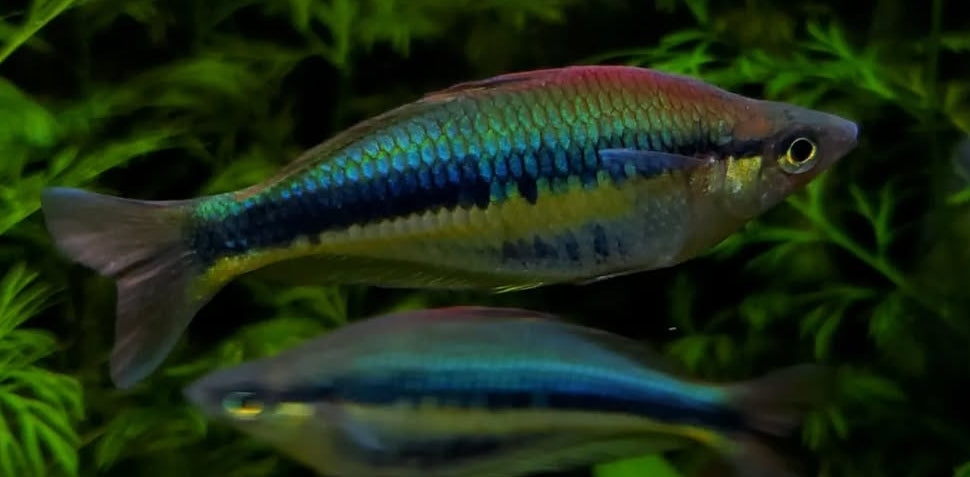 Allens Regenbogenfisch "Siriwo" – Chilatherina alleni "Siriwo" 🌈🐟