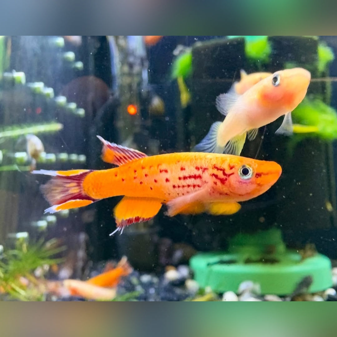 Kap Lopez Prachtkärpfling – aphyosemion australe 🐟🌿