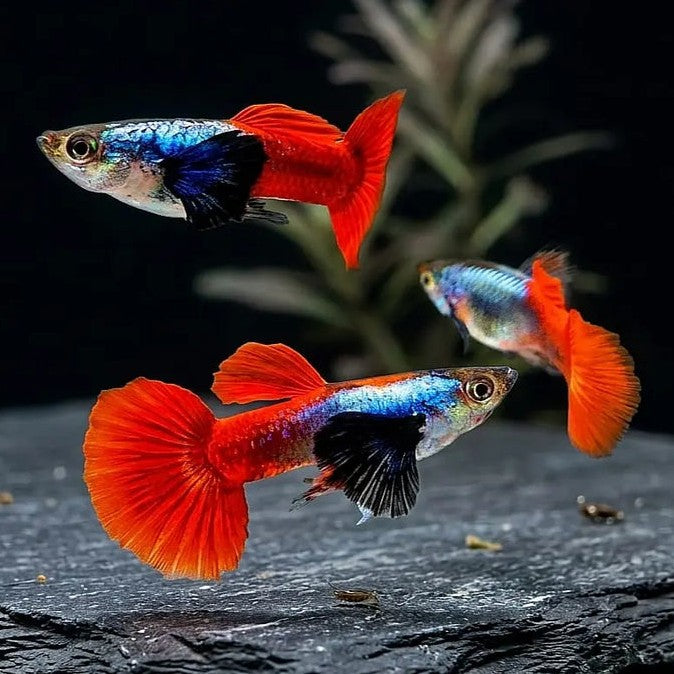 Hochzucht-Guppy – ❤️ Red Dumbo