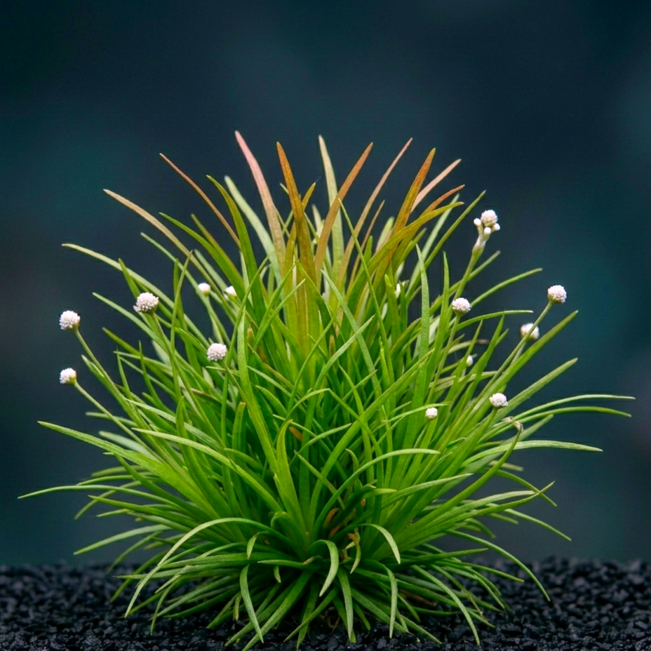 Blyxa japonica CUP / Dennerle-Plants